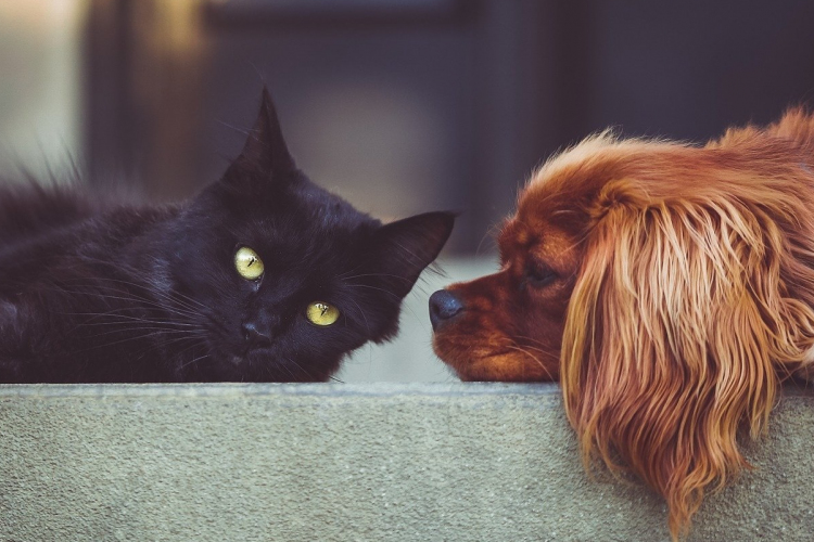 A kutyákra és macskákra is veszélyes a koronavírus