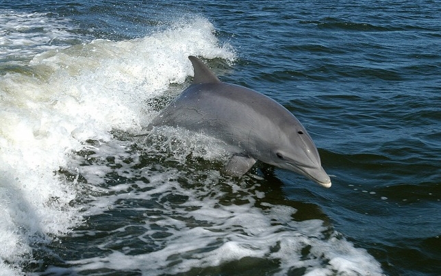 Delfin miatt tilos fürdeni