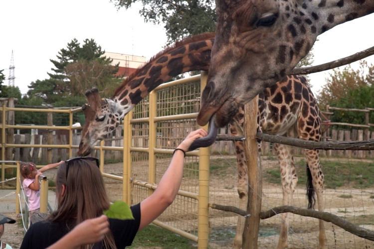 Pénteken lesz az Állatkertek éjszakája – Győrben is lesznek programok
