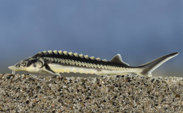 Igazi különlegesség lett az év hala