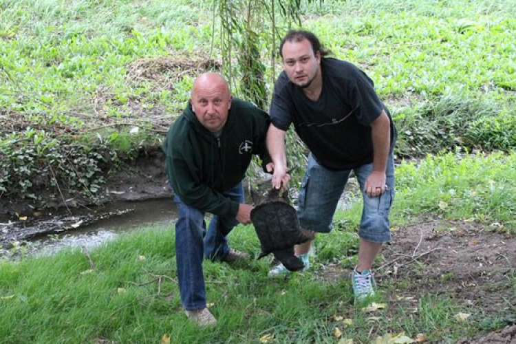 Győr után Pest megyében is befogtak egy aligátorteknőst