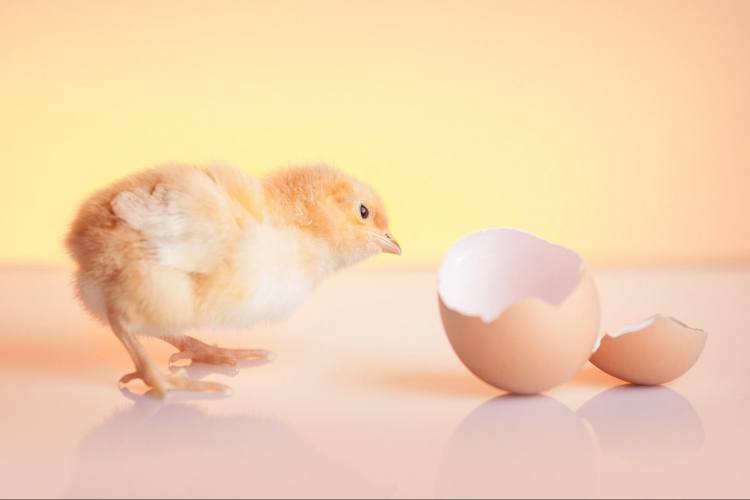 A keltetésre alkalmas tojások jellemzői