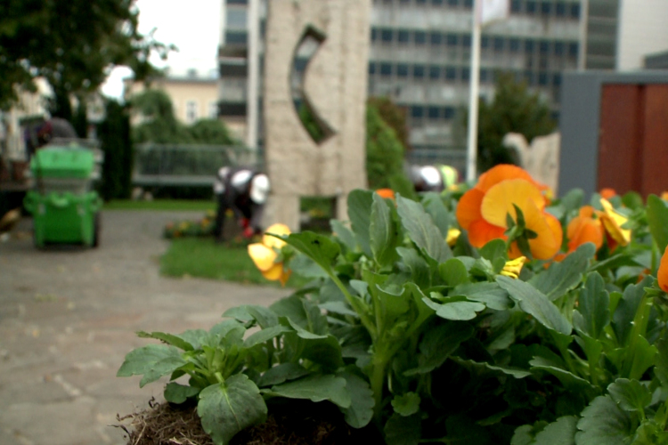 Télen sem marad virág nélkül a város