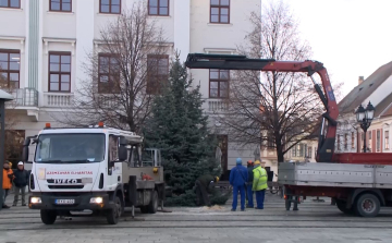 Ezüstfenyő érkezett a győri Széchenyi térre