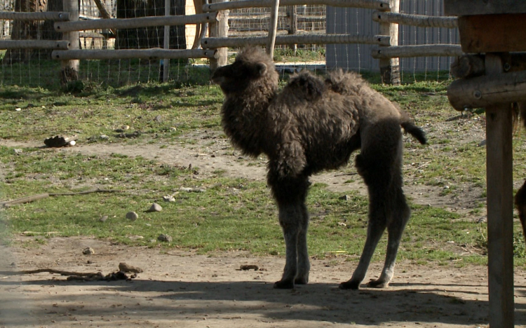 Kisteve született a győri állatkertben