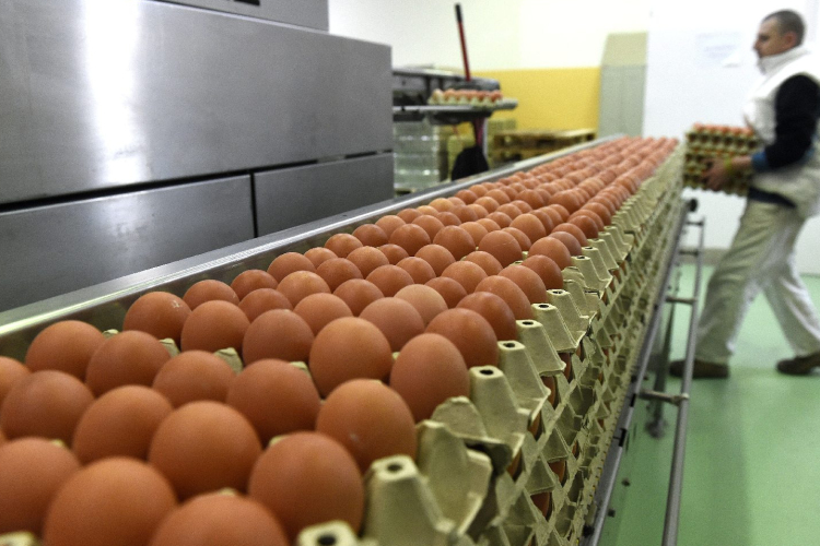 Veszélyben a tojástermelés