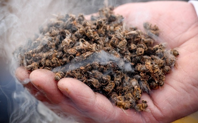 Tömeges méhpusztulás okait kutatja a Nébih