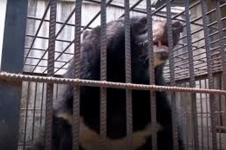 Két év után derült ki egy kiskutyáról, hogy medve