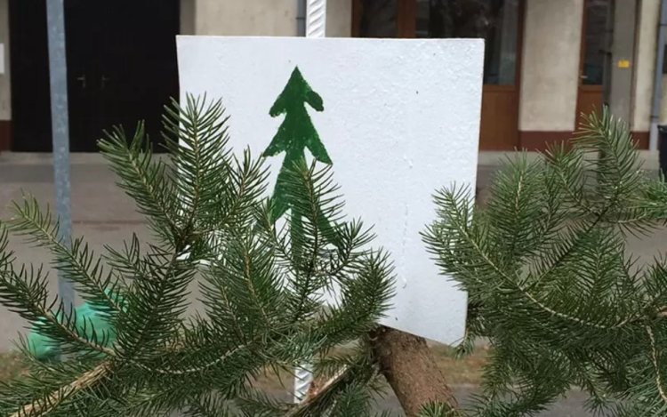 Itt gyűjthetjük MAJD a fenyőket