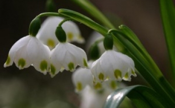 Milliószámra virágzik a tavaszi tőzike a csáfordjánosfai erdőben