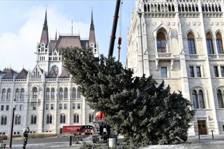 Feldarabolták az ország karácsonyfáját 