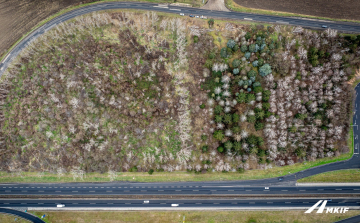 Autópálya-bővítés: a kivágott fák igényelhetőek