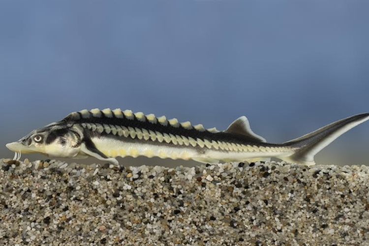 Igazi különlegesség lett az év hala