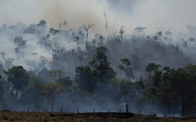 Megmenekül az Amazonas-medence legmagasabb fája az erdőtüzek ellenére