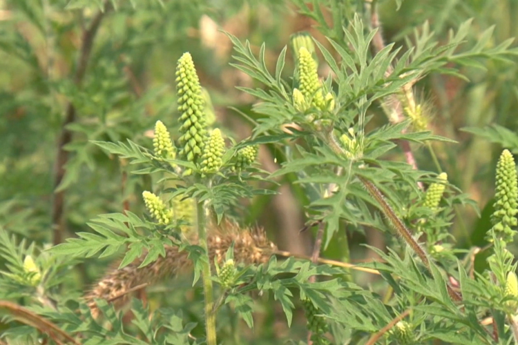 Egyre többen szenvednek a parlagfűtől