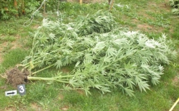 Erkélyen és kertben termesztettek marihuánát Kapuváron
