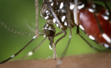 Igen veszélyes, új szúnyogfajta telepedett meg hazánkban