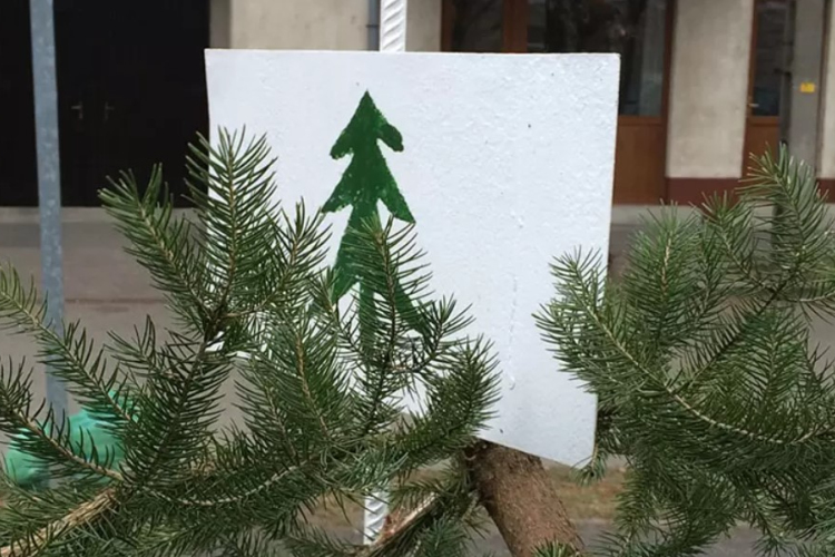 Fenyőgyűjtőhelyek Győrben