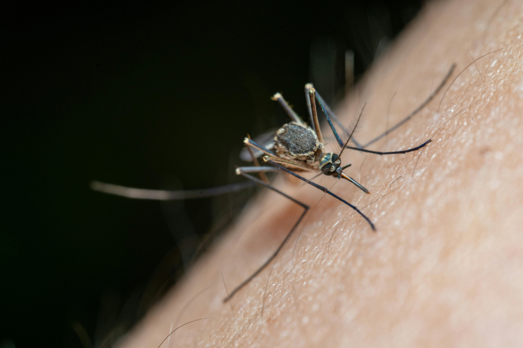 Már most szólunk: Szúnyogriadó!