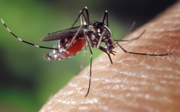 Katasztrófavédelem: lezárult a szúnyog-tenyészőhelyek feltérképezésének első szakasza