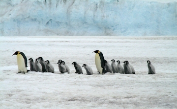 Császárpingvin-fiókák ezrei vesztek a tengerbe egy viharban