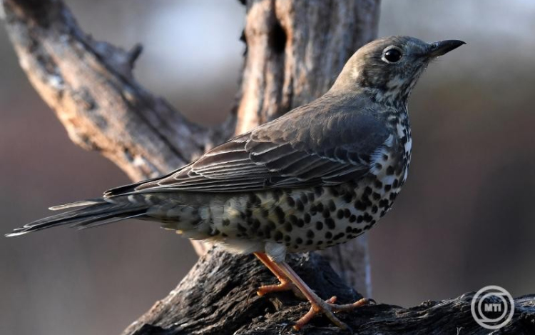 Várják a voksokat az év madarára