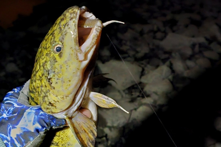 Ilyen hidegben foghatók a menyhalak a Dunán