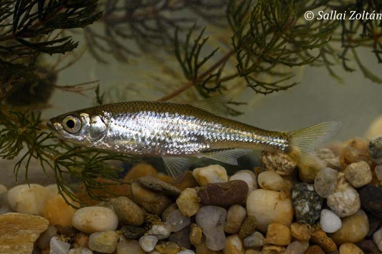 Itt az év hala: Győzött a kurta baing!