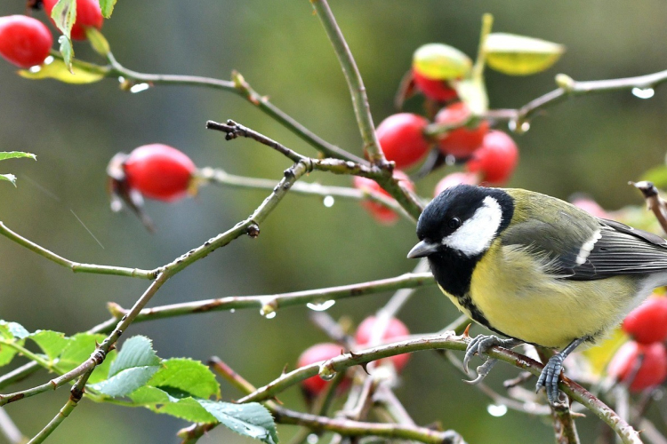 Fontos a postaládákba költöző széncinegék védelme
