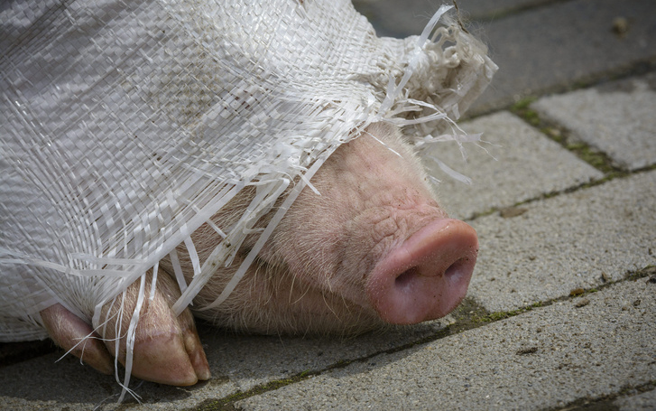 Több ország kitiltotta a magyar sertést