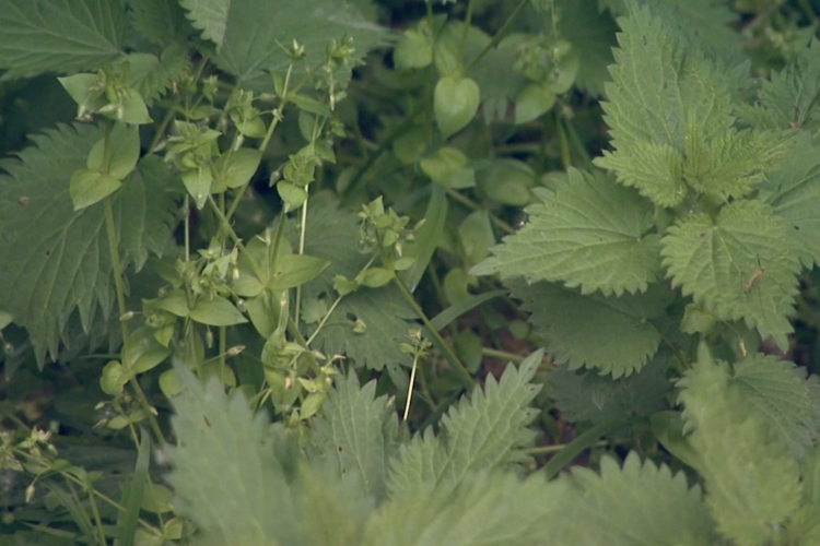Oltással is védekezhetünk a kullancsfertőzés ellen