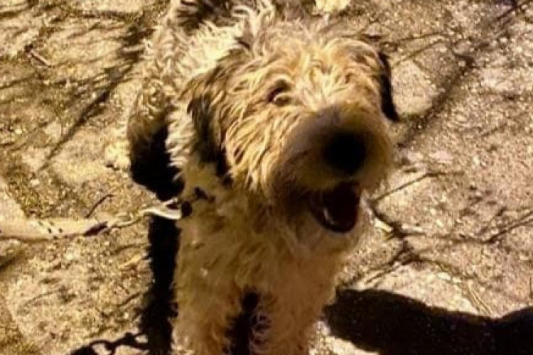 Kutyamentő gyerekek Écsen