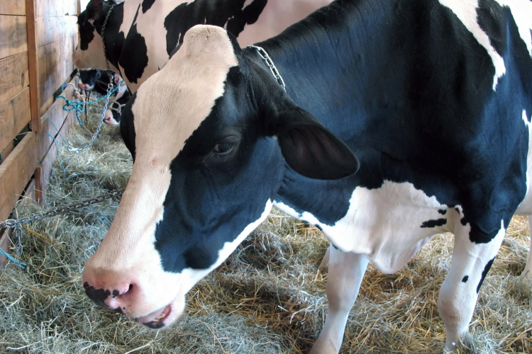 Enyhített a korlátozáson kívüli területeken a ragadós száj- és körömfájás miatt hozott intézkedéseken az állategészségügyi hat