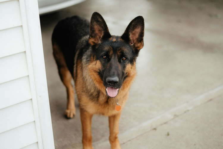 Szolgálati kutyákat keres a rendőrség