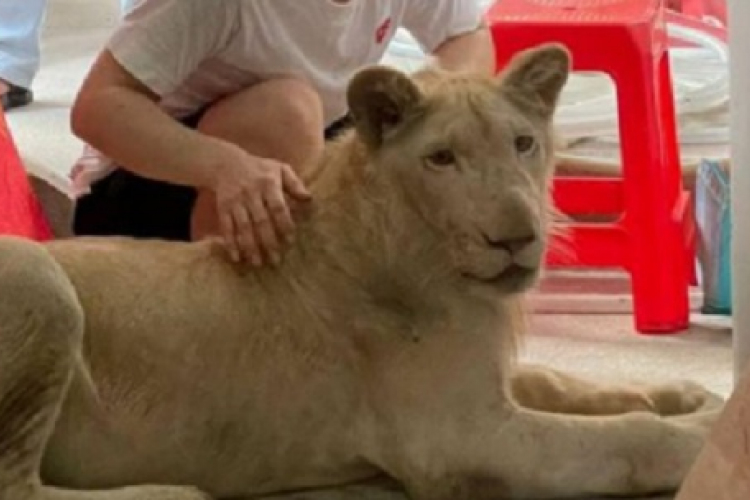 TikTok-videó alapján találtak rá egy illegálisan tartott oroszlánra