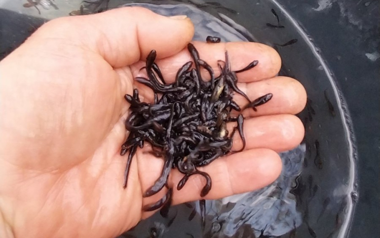 Menyhalat telepítettek öt helyre (VIDEÓ)