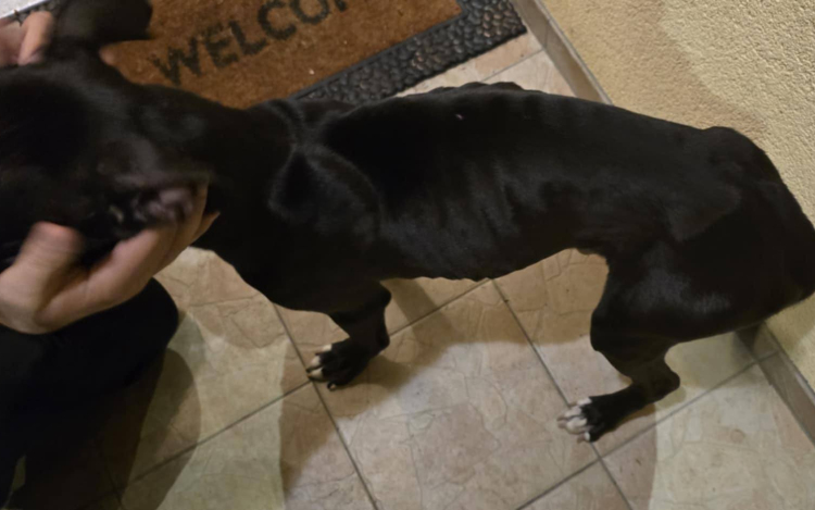 Majdnem éhen halt az elhagyott kiskutya