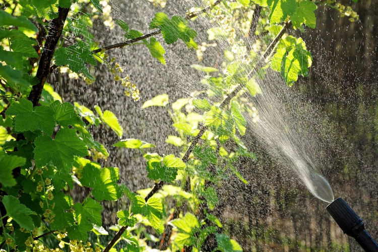 Növényvédelmi permetezés lesz két éjjel is Győrben