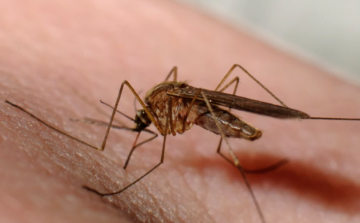 Tizenkét régióban és a Duna menti árterületen folytatódik a szúnyoggyérítés