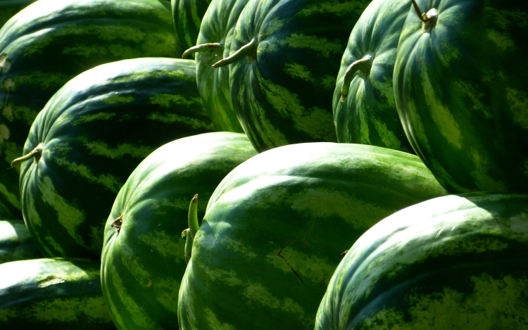 A fogyasztóvédelem is ellenőrzi a görögdinnyéket a nyári időszakban