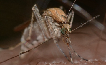 A jövő héten kezdődik az országos szúnyoggyérítési program 