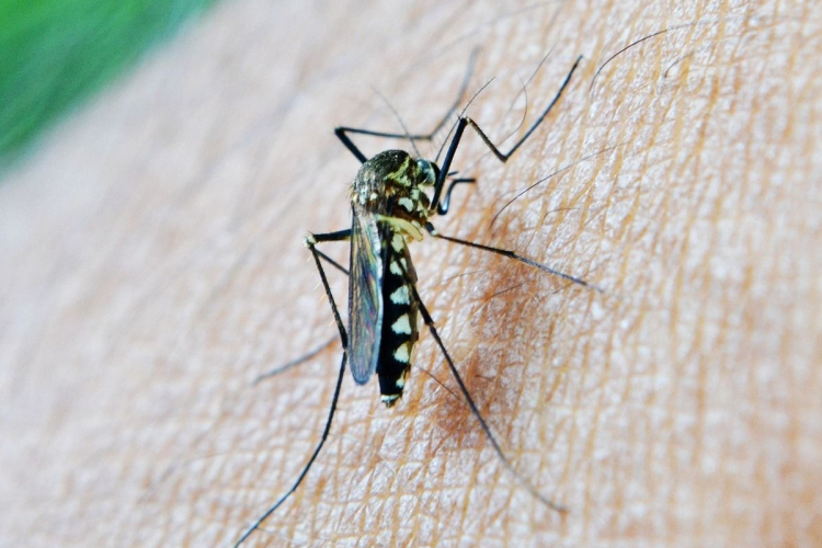 Sok eső esett, rengeteg a szúnyog