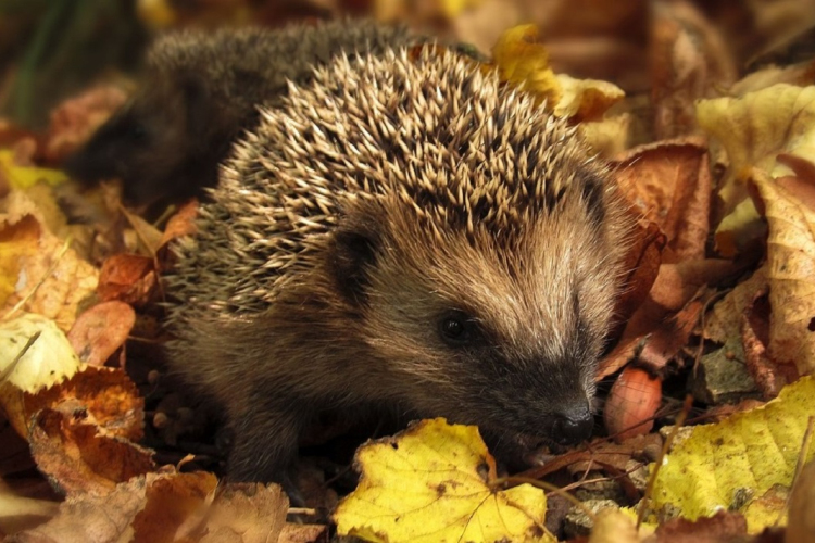 A lomb- és rőzserakások alatti sünök védelmére figyelmeztet az MME