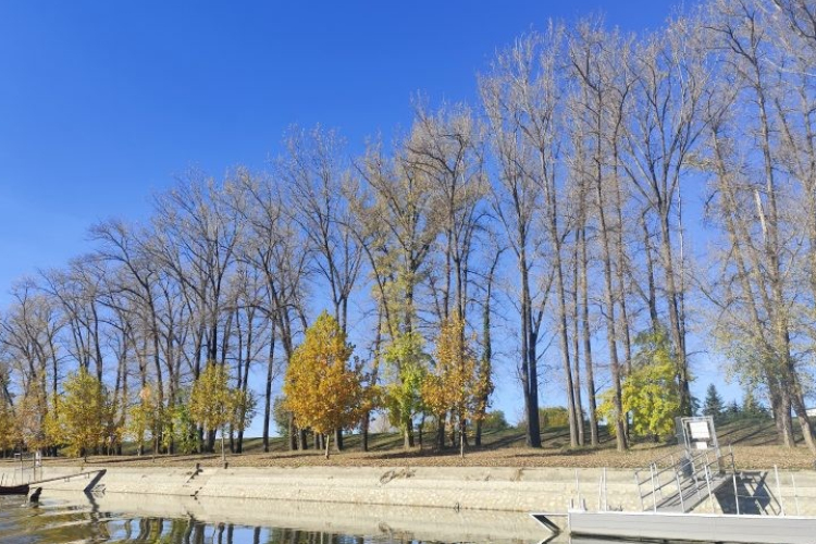 Már vágják a balesetveszélyes fákat