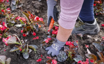 Megkezdődött az egynyári virágok ültetése Győrben is