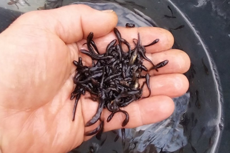 Menyhalat telepítettek öt helyre (VIDEÓ)