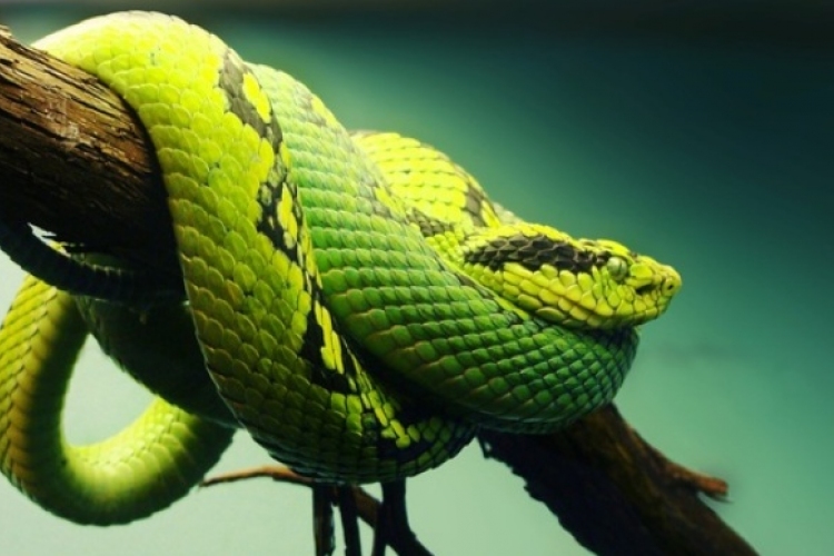 Kígyók és a kígyó éve Kínában
