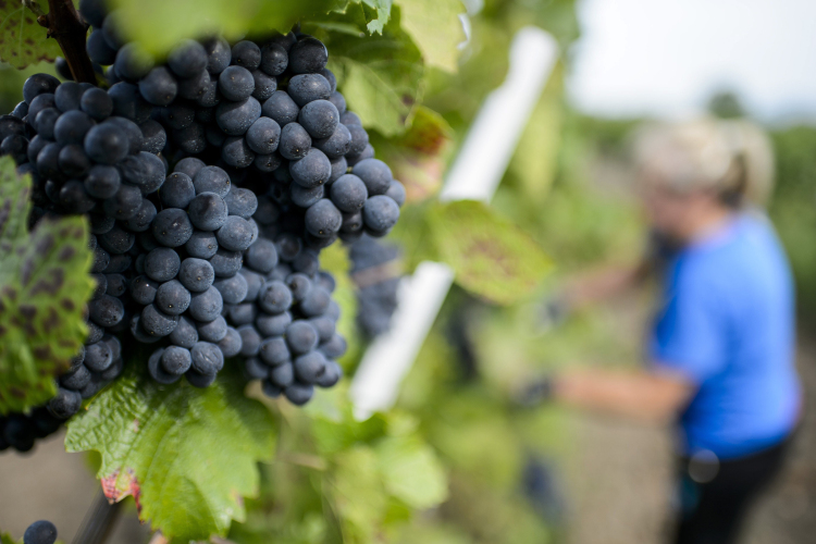 Jó szőlőtermést várnak idén a termelők