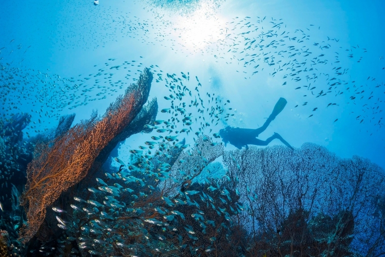 Mélytengeri korallkerteket fedeztek fel Ausztráliánál