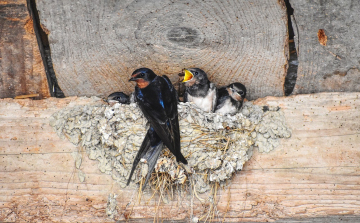 Aggasztó a fecskék helyzete, de mi is tehetünk értük!